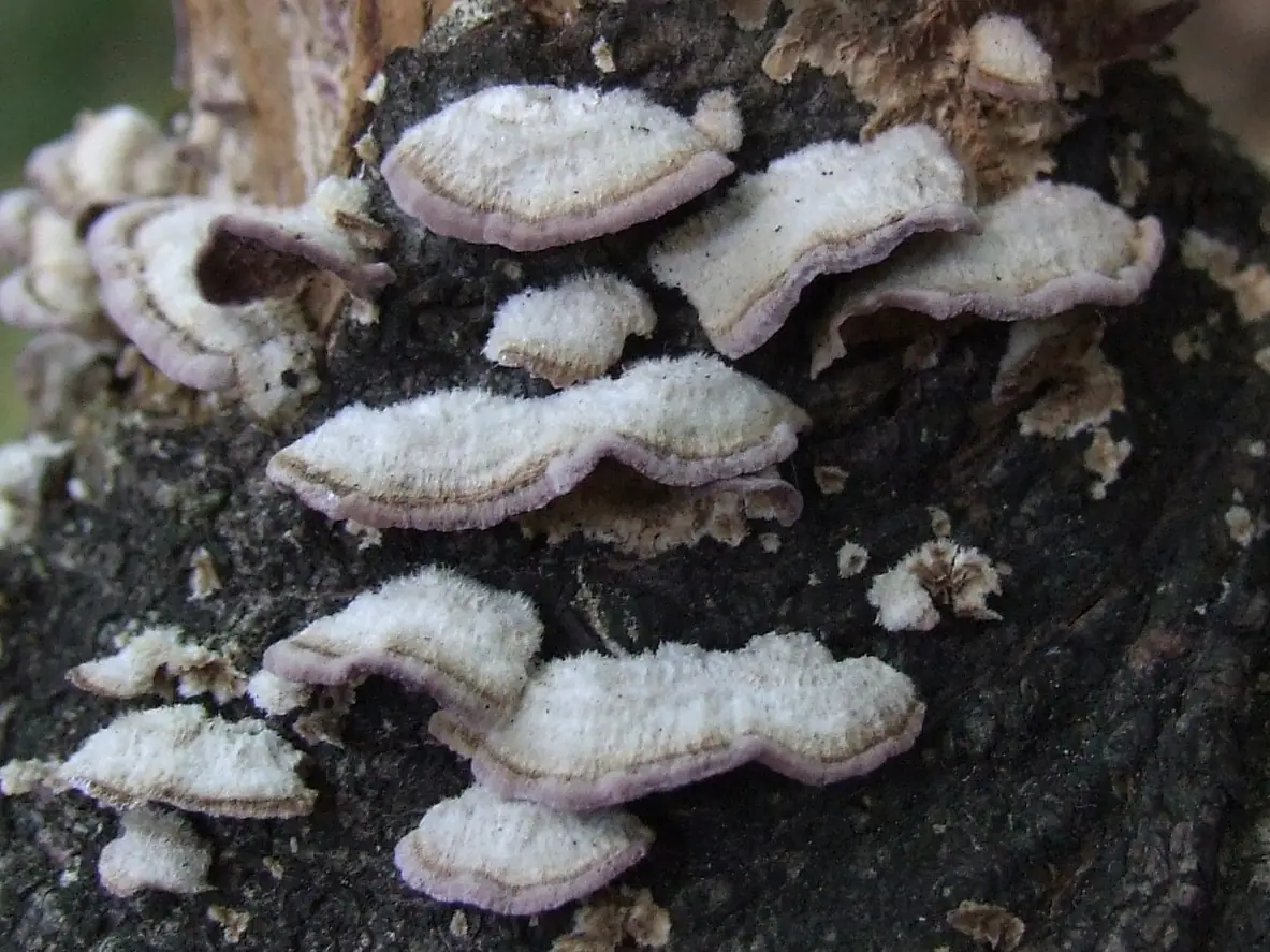 Niszczyk ząbkowaty (Trichaptum fuscoviolaceum) — zdjęcie 1 z 4