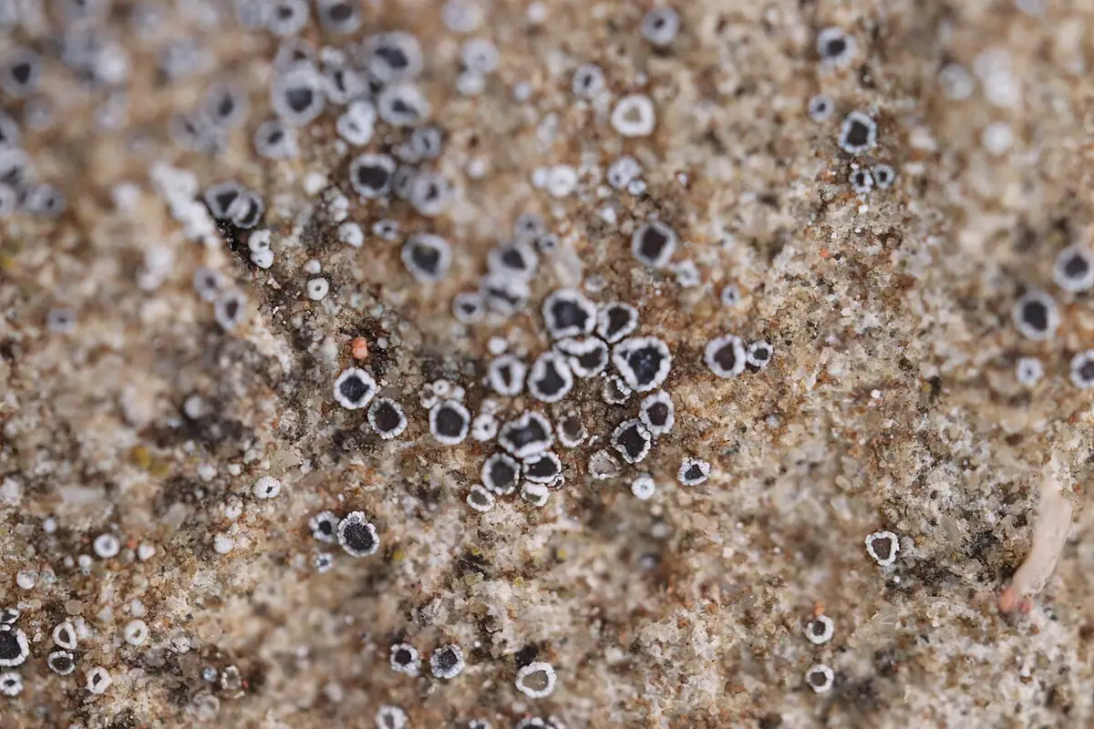 Nocotnik karbowany (Myriolecis crenulata) — zdjęcie 1 z 4