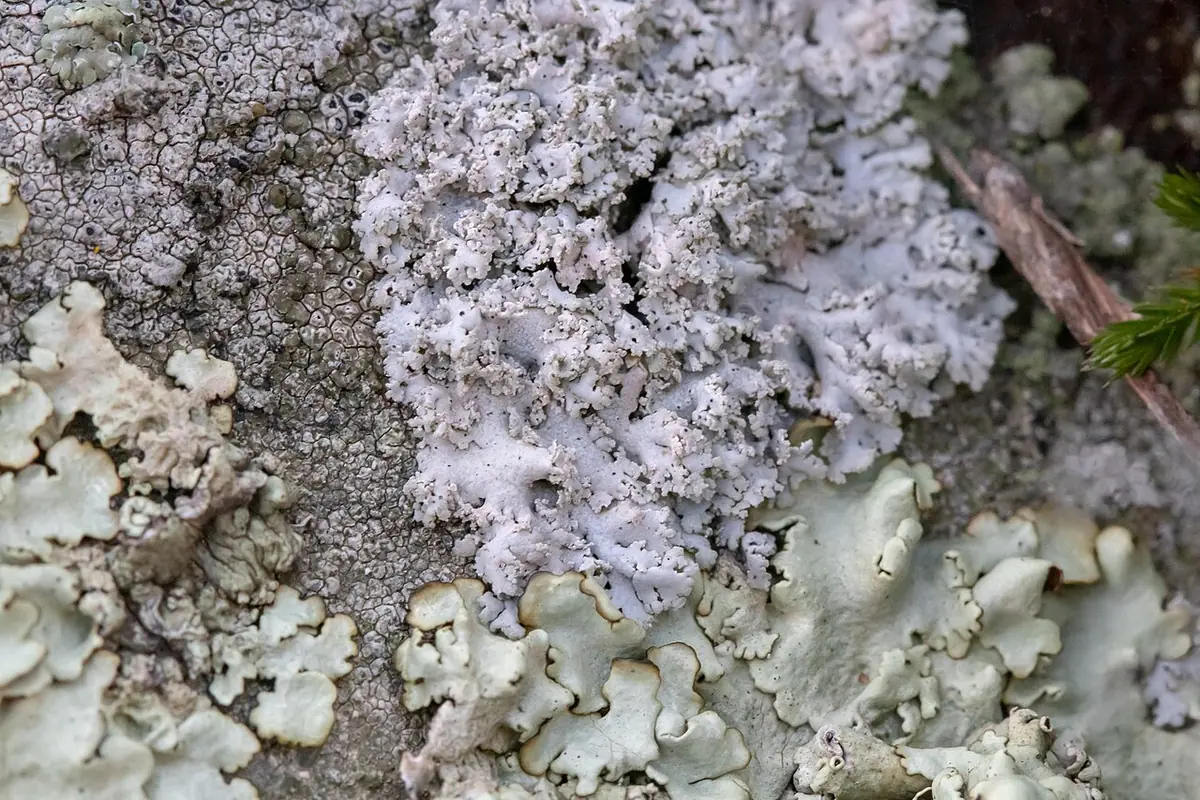 Obrost kędzierzawy (Physcia tribacia) — zdjęcie 1 z 4