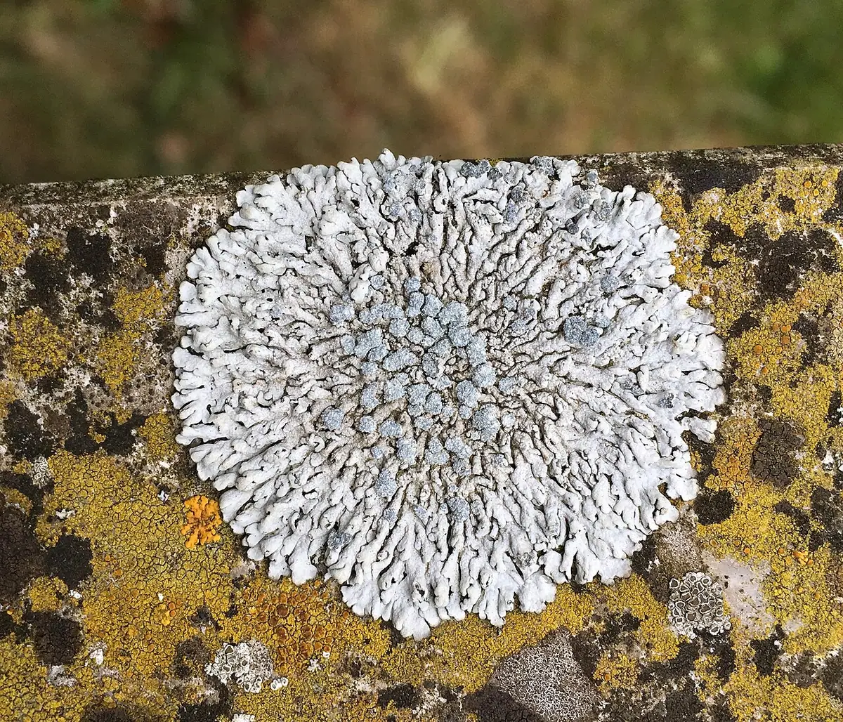 Obrost modry (Physcia caesia) — zdjęcie 1 z 4