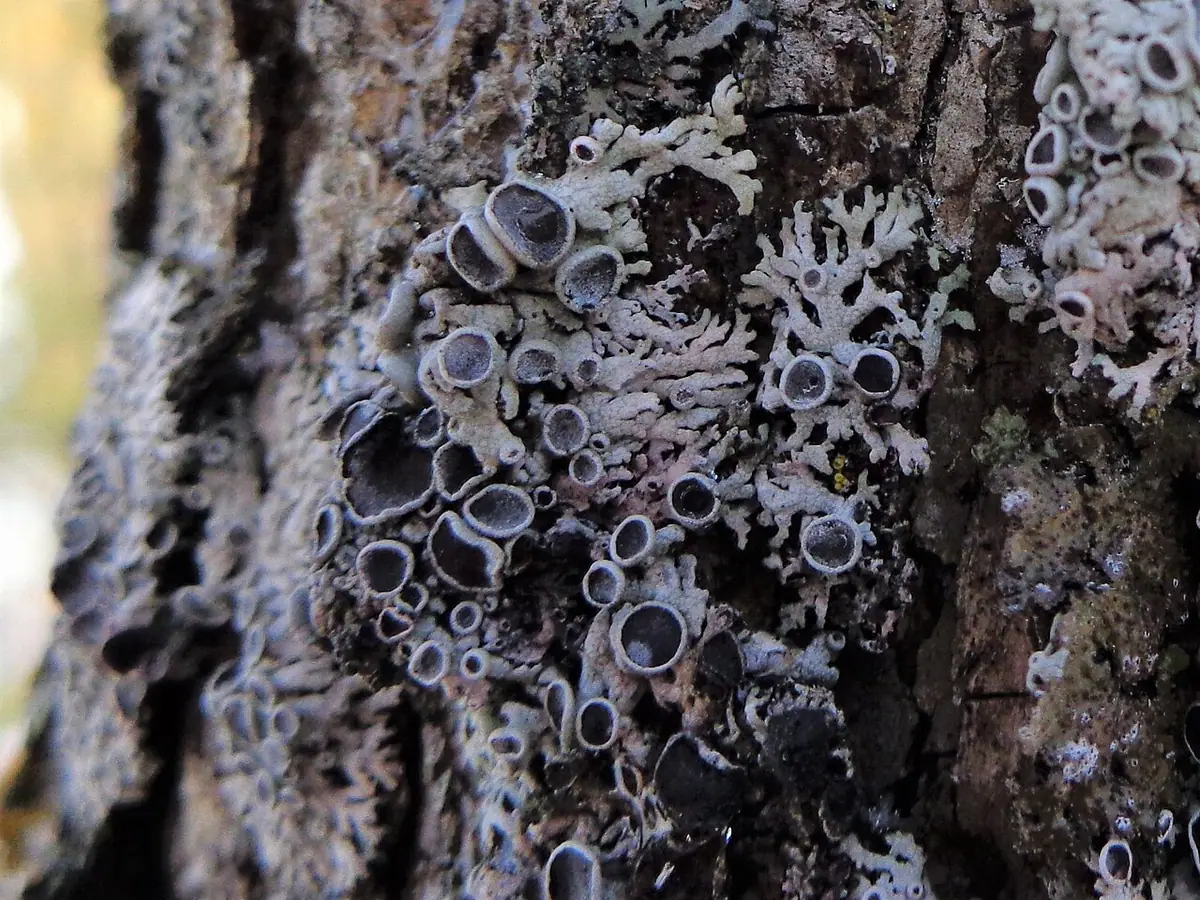 Obrost sinawy (Physcia aipolia) — zdjęcie 1 z 4