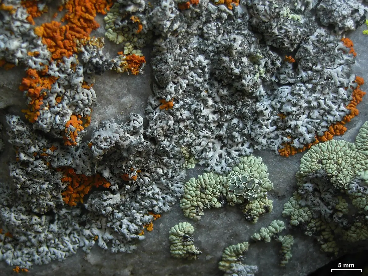 Obrost zmienny (Physcia dubia) — zdjęcie 1 z 4