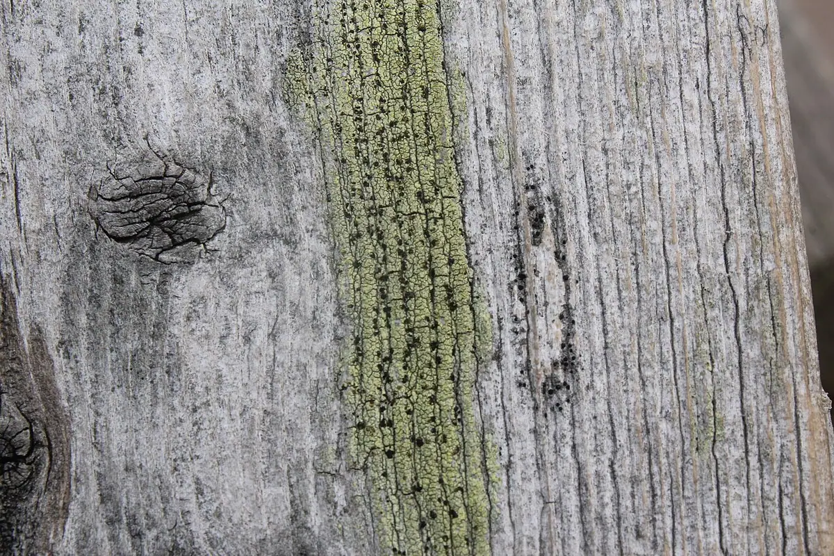 Oczlik zielony (Cyphelium tigillare) — zdjęcie 1 z 4