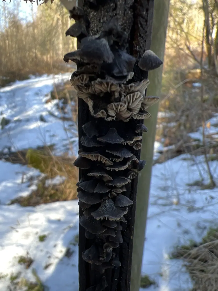 Odgiętka cylindrycznozarodnikowa (Hohenbuehelia unguicularis) — zdjęcie 1 z 4