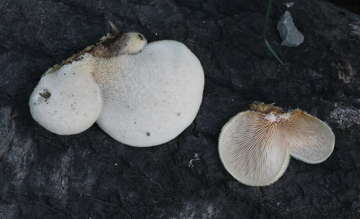 Odgiętka wetlińska (Resupinatus vetlinianus) — zdjęcie 1 z 3