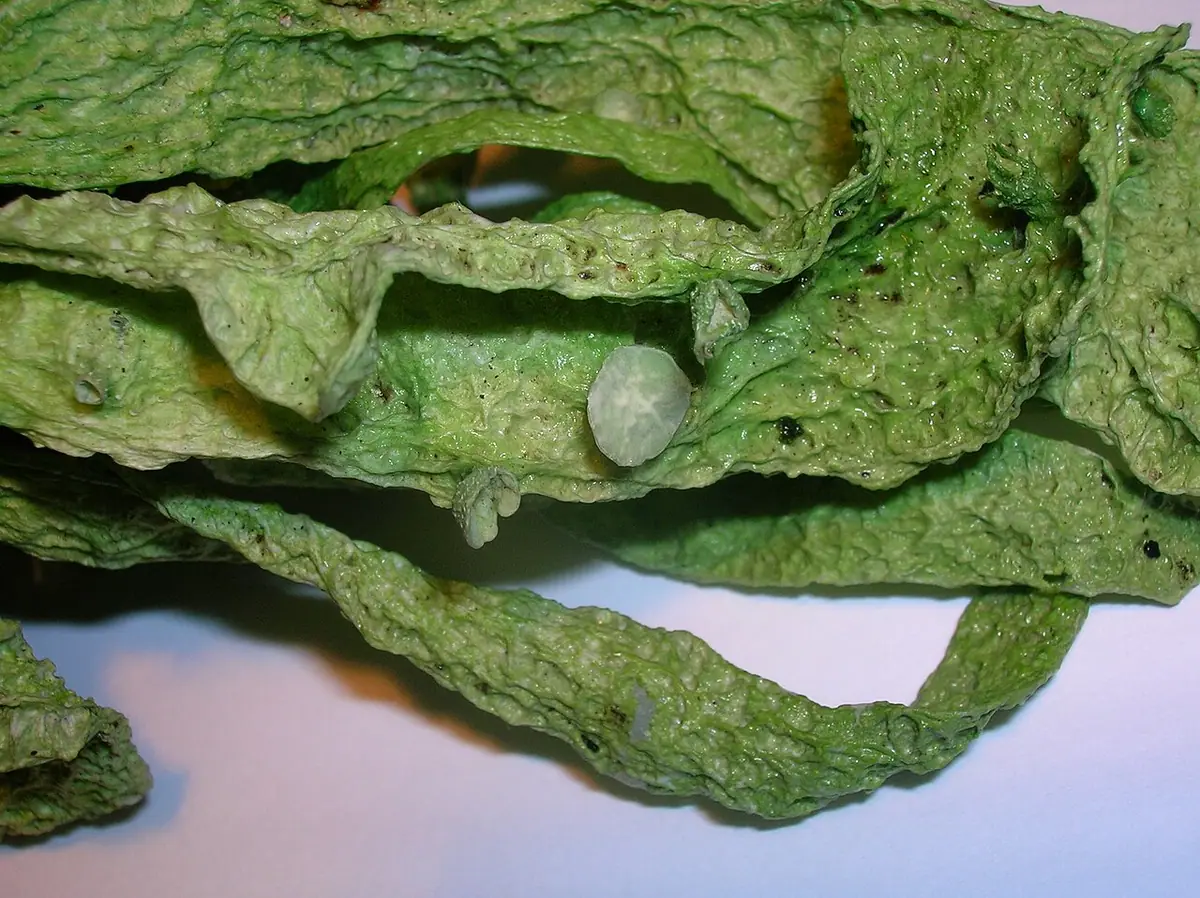 Odnożyca jesionowa (Ramalina fraxinea) — zdjęcie 1 z 4