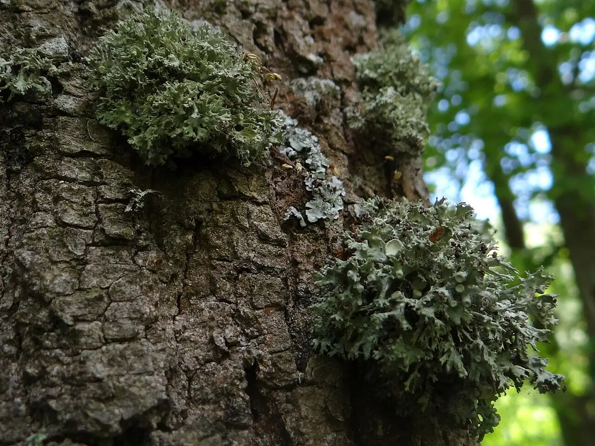 Odnożyca kępkowa (Ramalina fastigiata) — zdjęcie 1 z 4
