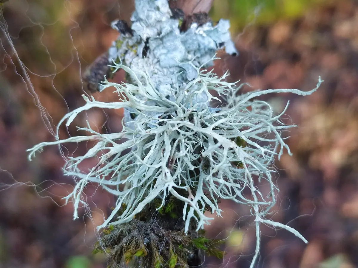 Odnożyca mączysta (Ramalina farinacea) — zdjęcie 1 z 4