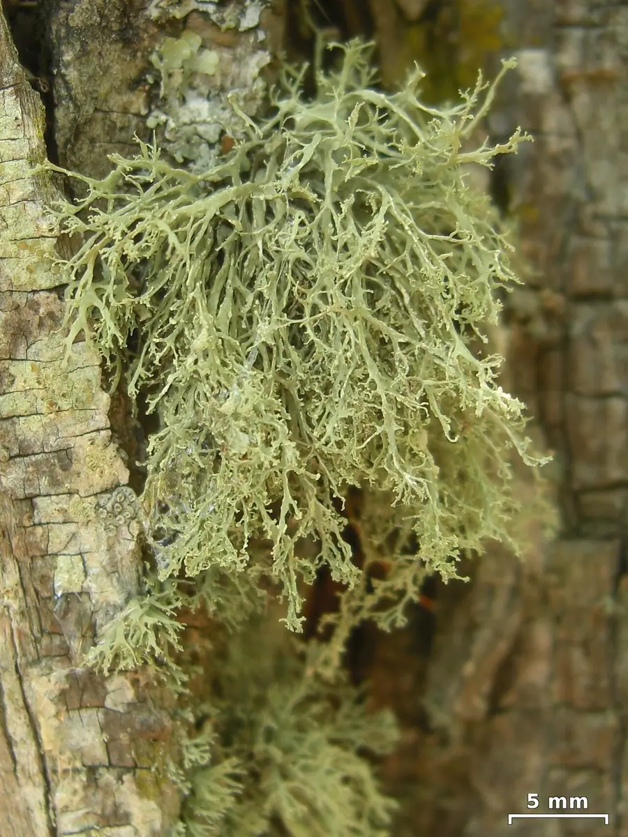 Odnożyca pośrednia (Ramalina intermedia) — zdjęcie 1 z 4