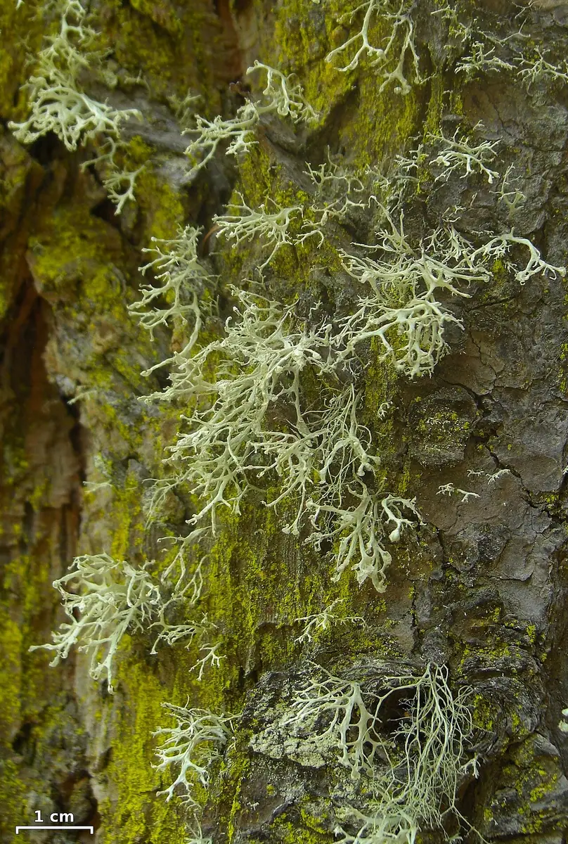 Odnożyca tępa (Ramalina obtusata) — zdjęcie 1 z 3