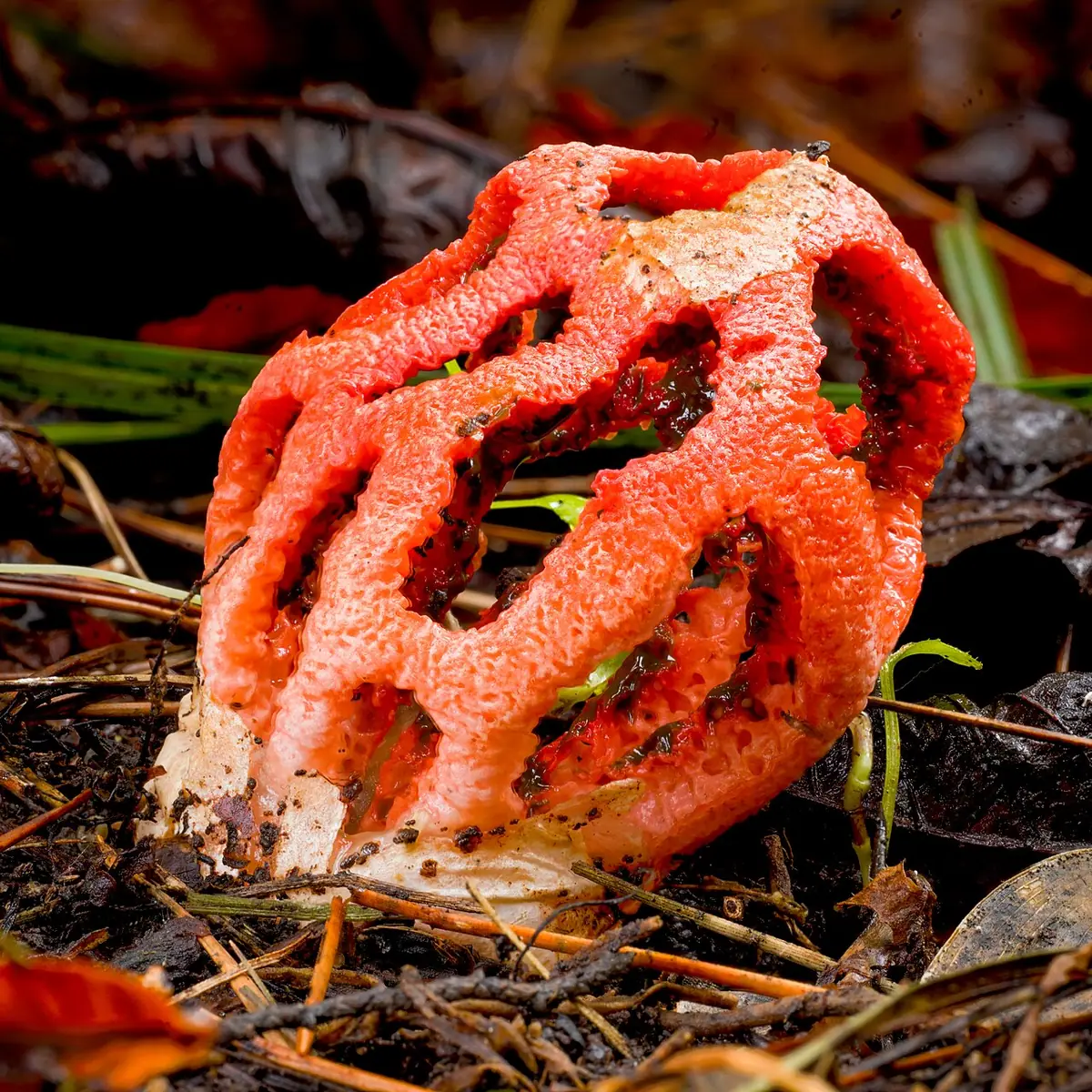 Okratek czerwony (Clathrus ruber) — zdjęcie 1 z 4