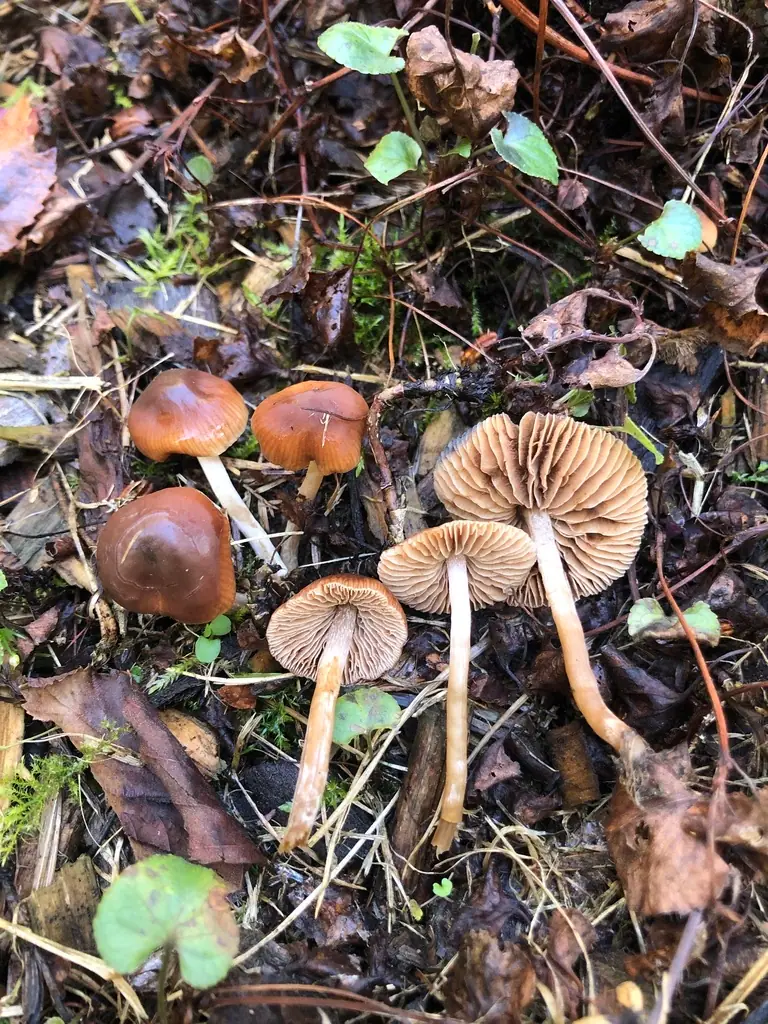 Olszóweczka czeska (Naucoria bohemica)