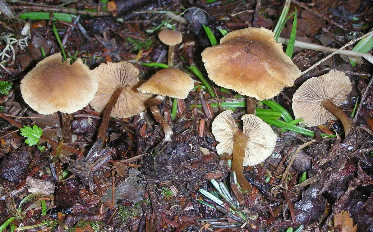 Olszóweczka miodowożółta (Naucoria escharioides) — zdjęcie 1 z 4