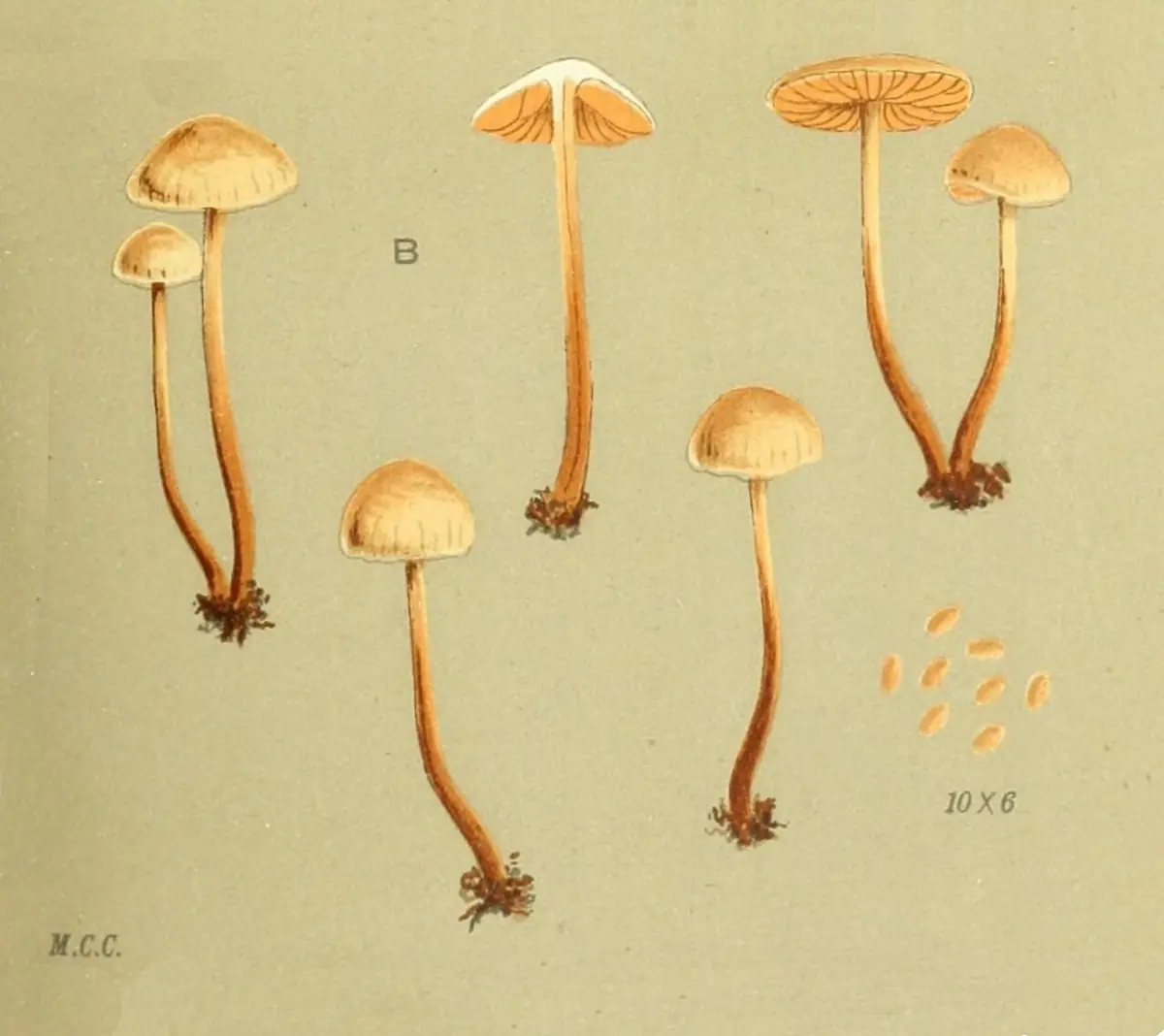 Olszóweczka szerokoblaszkowa (Naucoria scolecina)