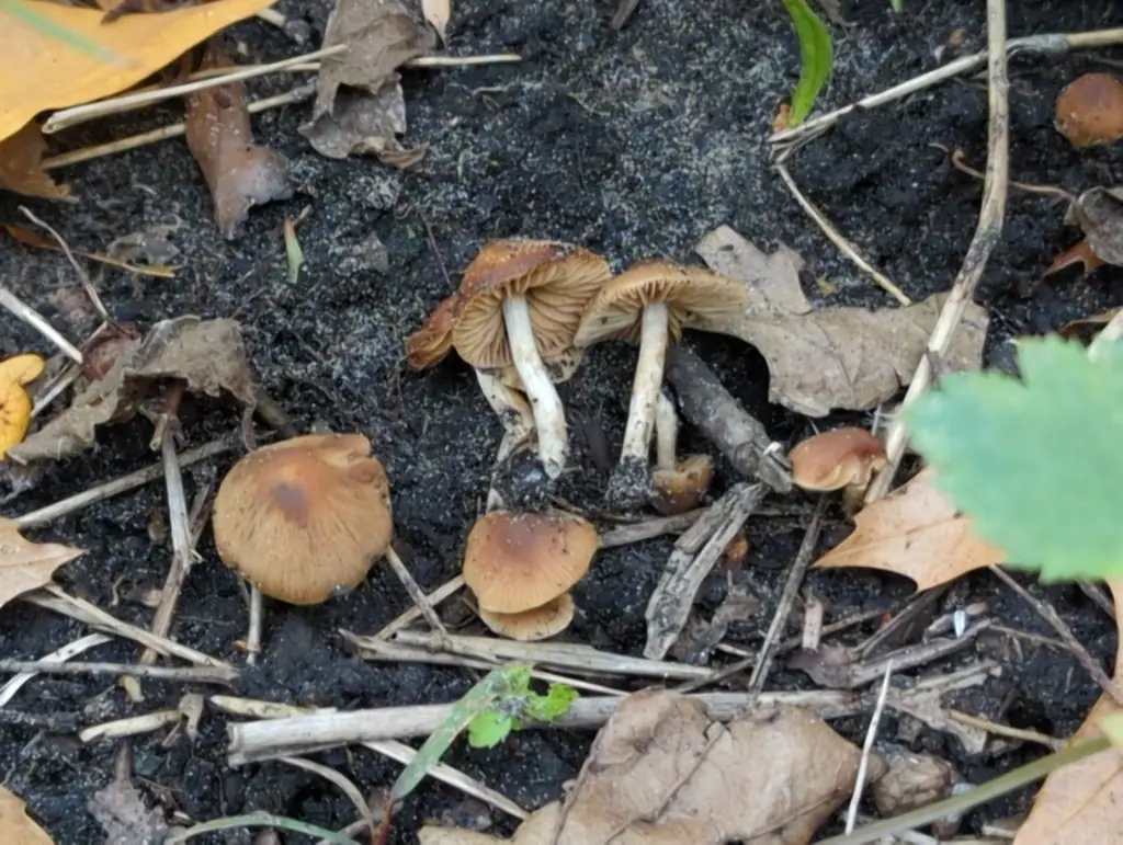 Olszóweczka wierzbowa (Naucoria salicis) — zdjęcie 1 z 4