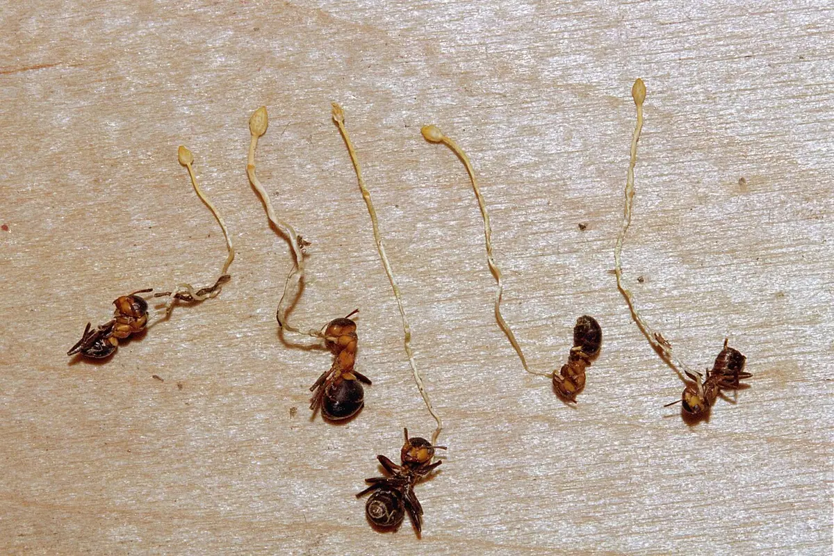 Ophiocordyceps myrmecophila — zdjęcie 1 z 2
