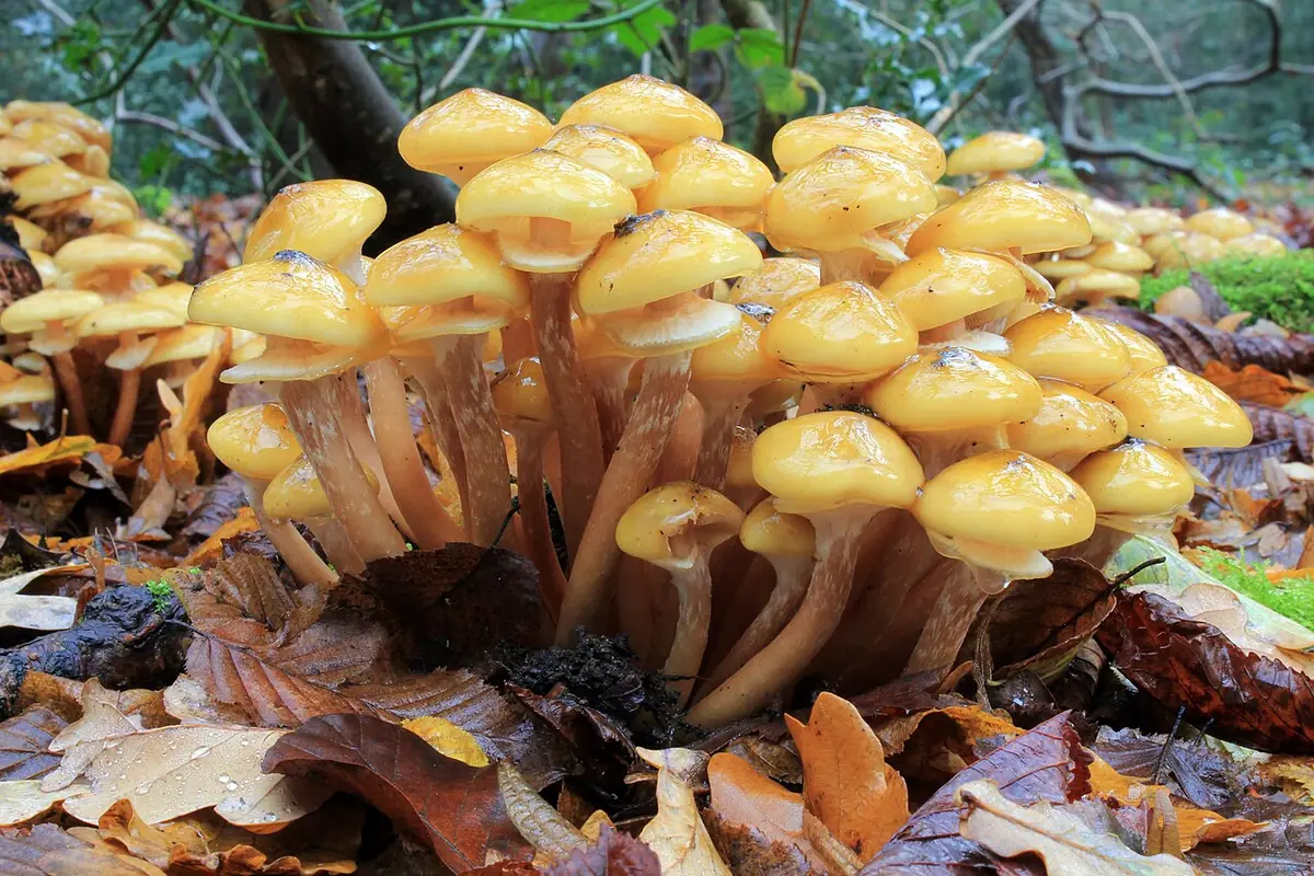 Opieńka (Armillaria spp.) — zdjęcie 1 z 4