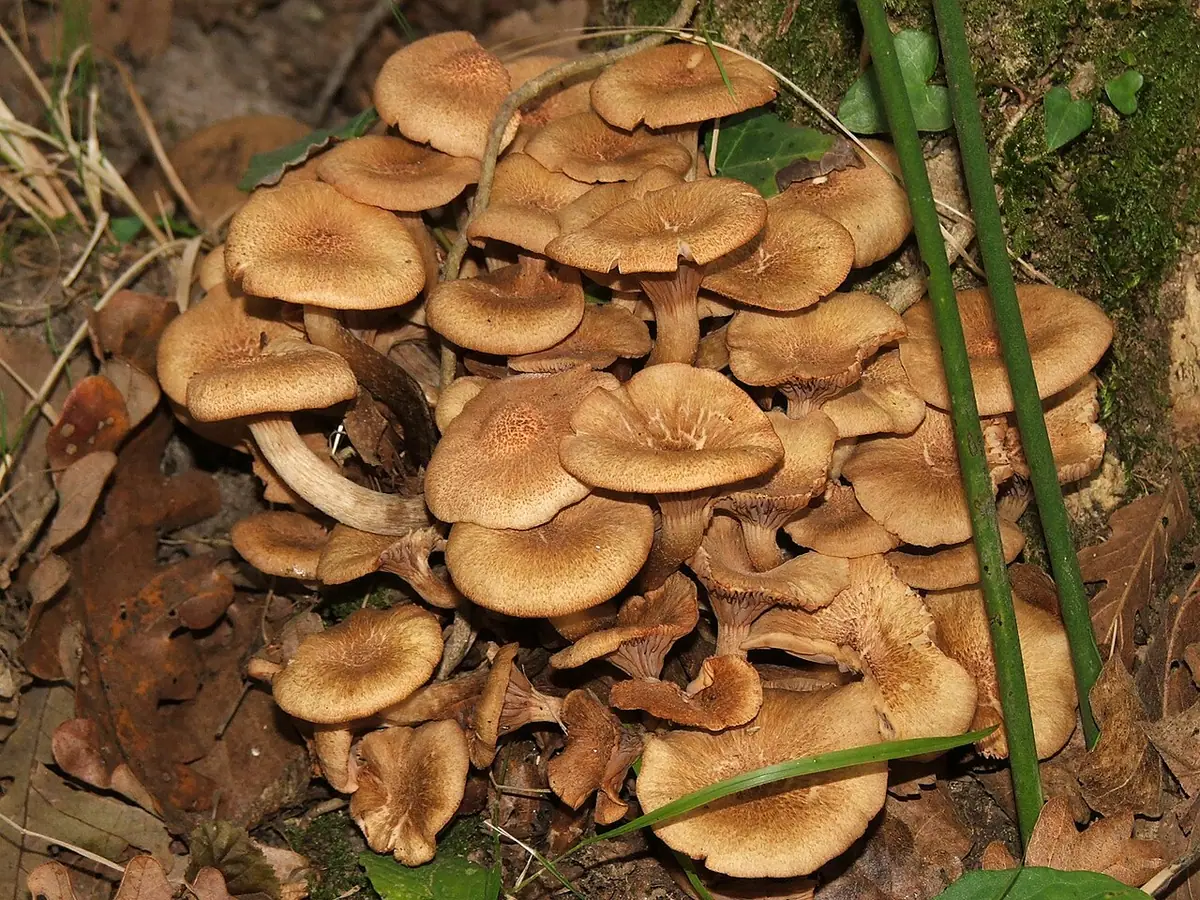 Opieńka bezpierścieniowa (Armillaria tabescens) — zdjęcie 1 z 4