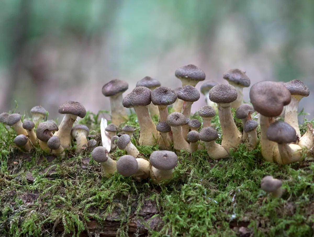 Opieńka cebulotrzonowa (Armillaria cepistipes)