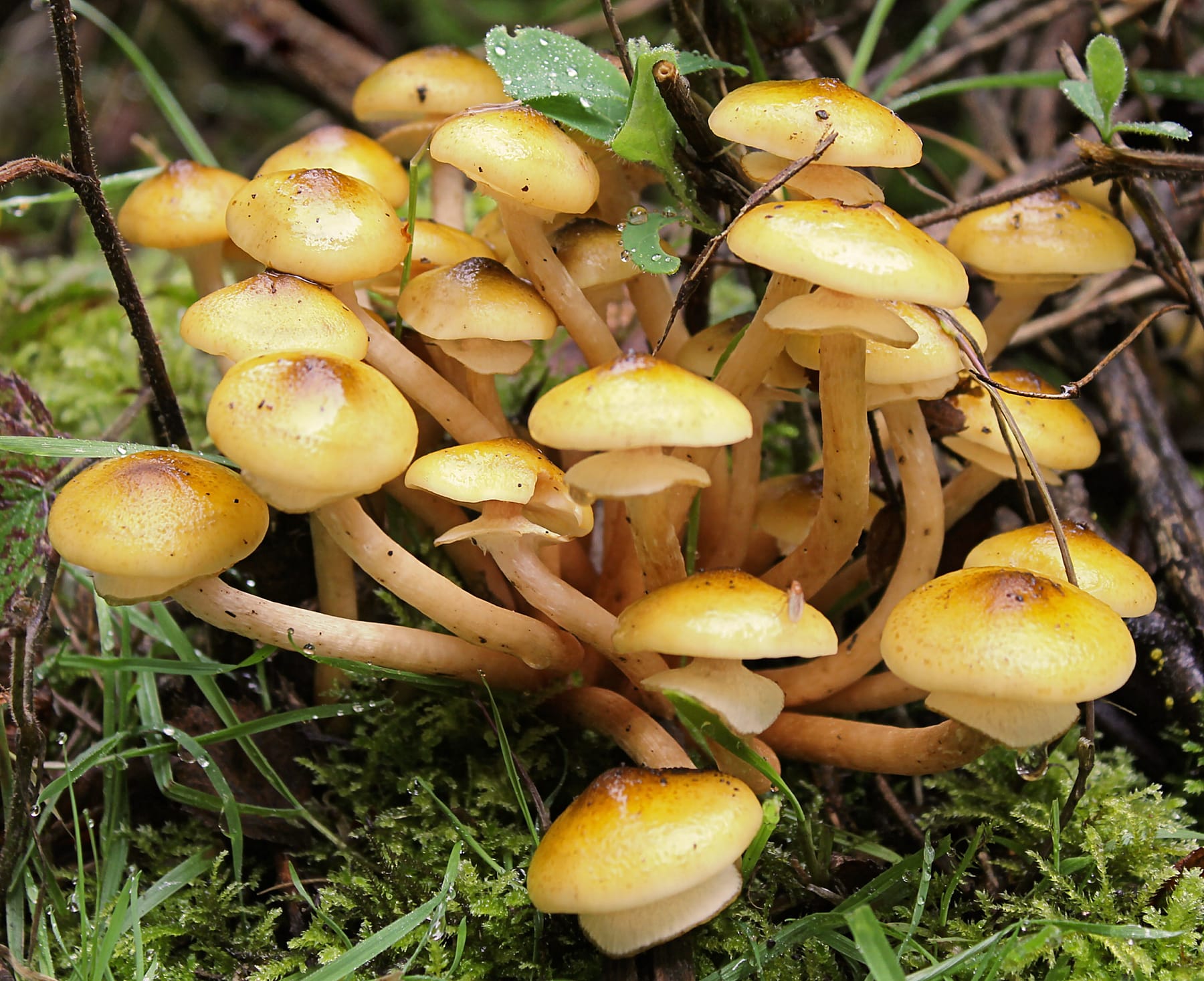Opieńka miodowa (Armillaria mellea) — zdjęcie 1 z 4