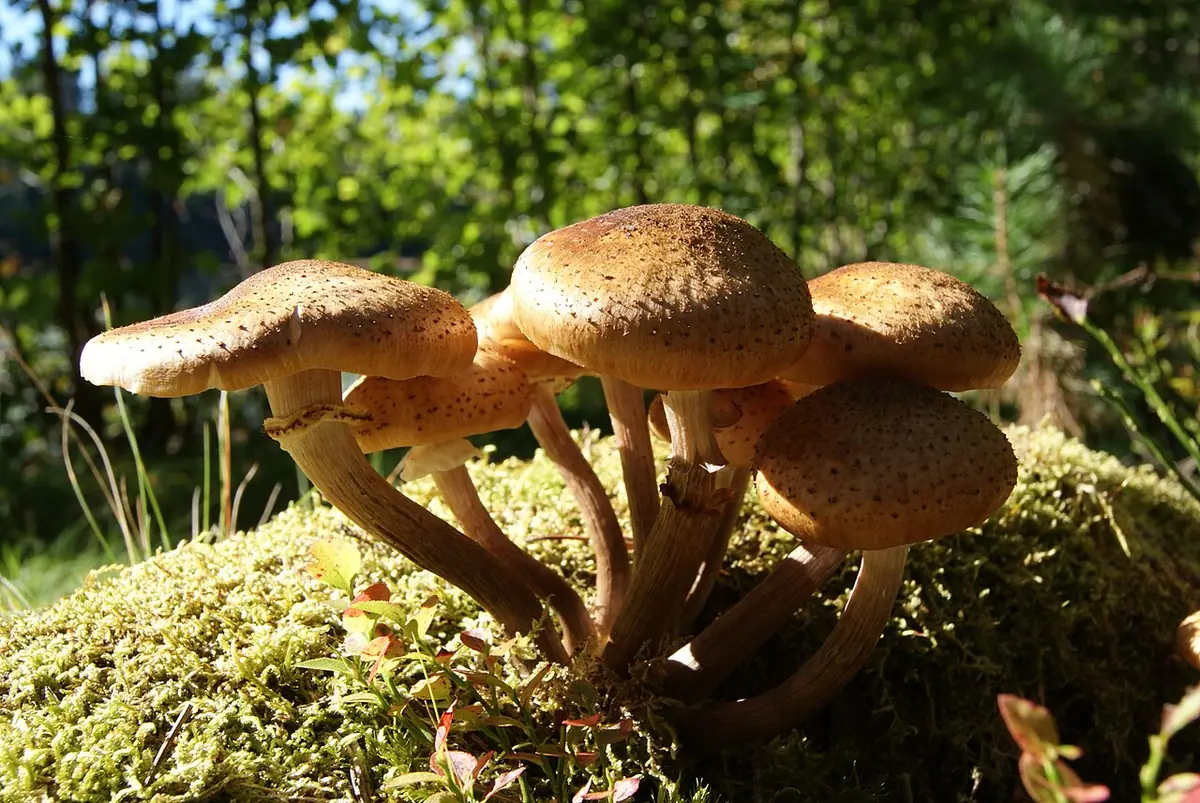 Opieńka północna (Armillaria borealis) — zdjęcie 1 z 4