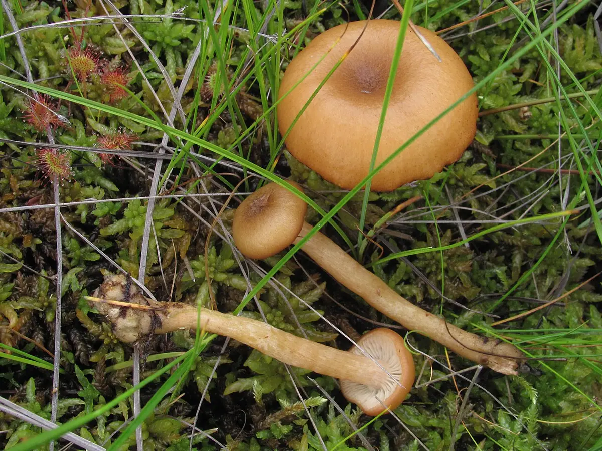 Opieńka torfowiskowa (Armillaria ectypa) — zdjęcie 1 z 2