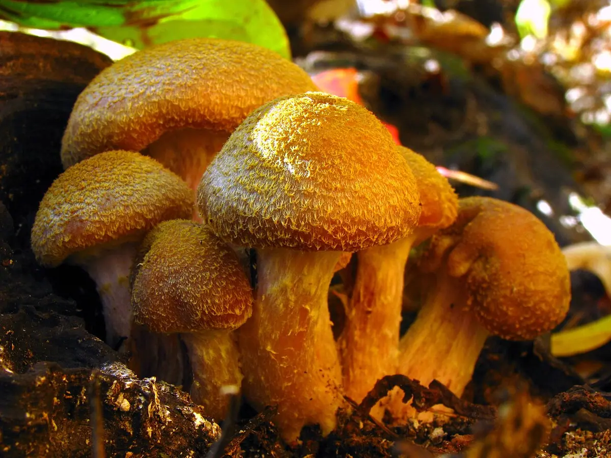 Opieńka żółtawa (Armillaria gallica) — zdjęcie 1 z 4