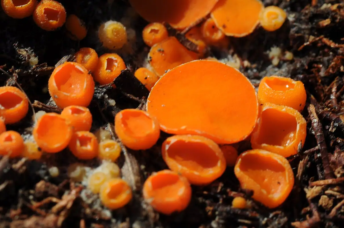 Oranżówka naziemna (Byssonectria terrestris) — zdjęcie 1 z 4
