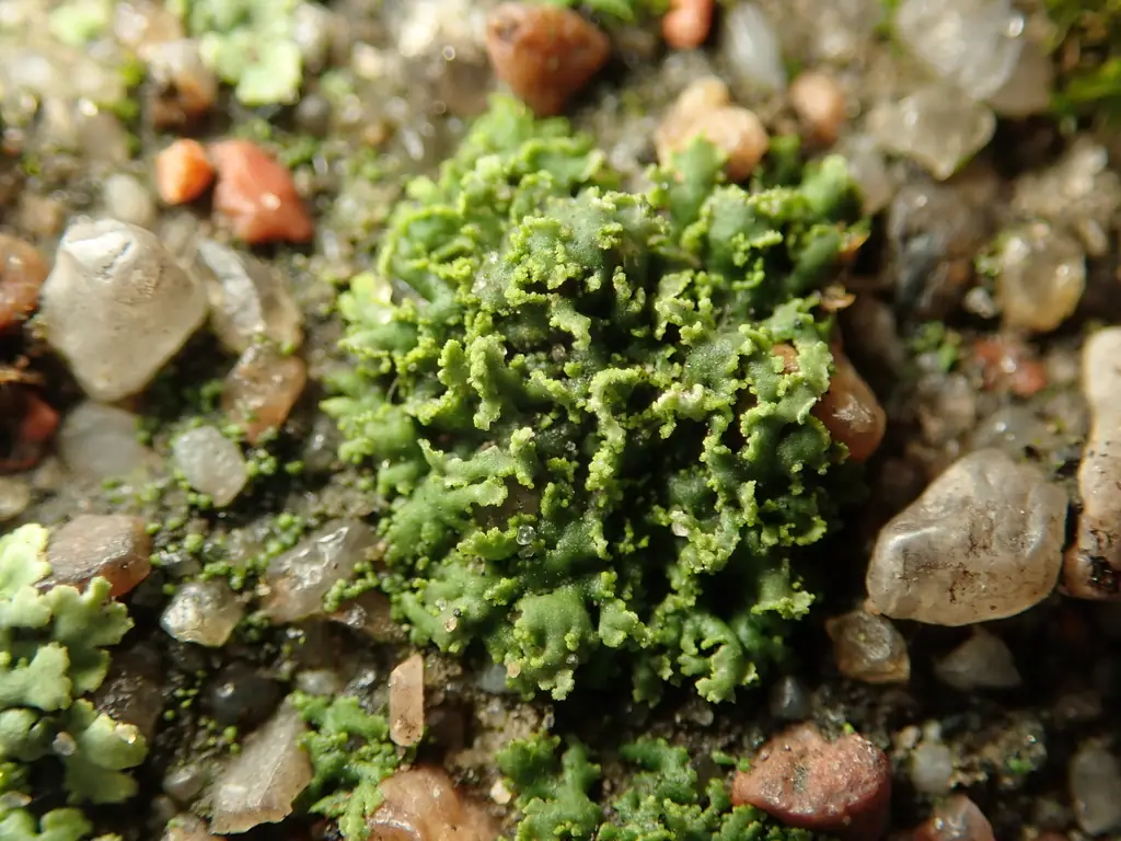 Orzast czarniawy (Phaeophyscia nigricans) — zdjęcie 1 z 4