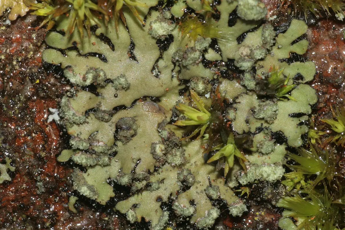 Orzast kolisty (Phaeophyscia orbicularis) — zdjęcie 1 z 4