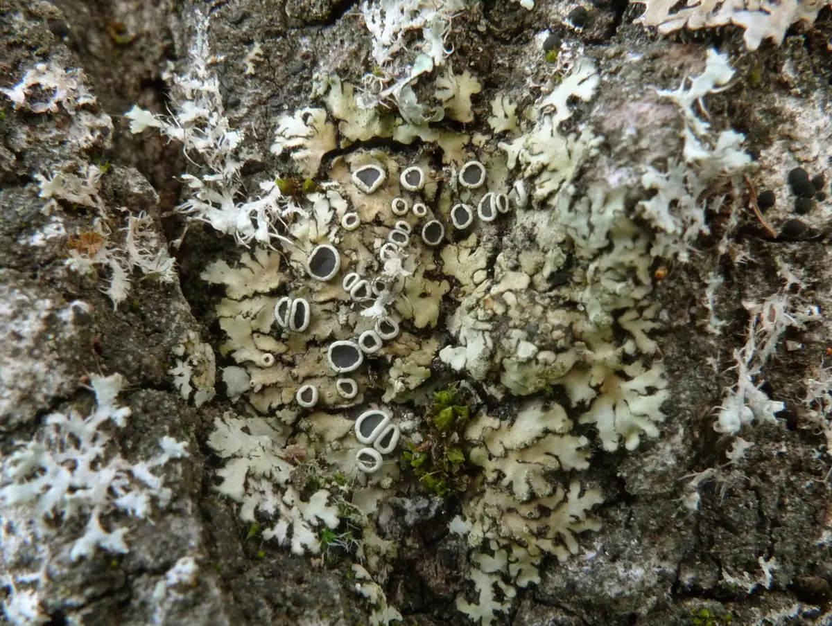 Orzast orzęsiony (Phaeophyscia ciliata) — zdjęcie 1 z 4