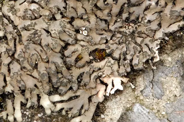 Orzast promienisty (Phaeophyscia sciastra) — zdjęcie 1 z 4