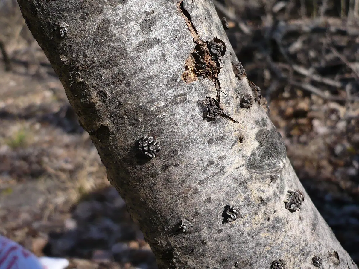 Orzechówka wiązkowa (Encoelia fascicularis) — zdjęcie 1 z 3