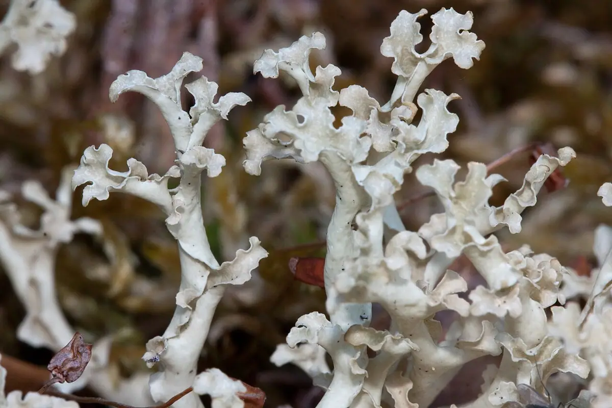 Oskrzelka rynienkowata (Flavocetraria cucullata) — zdjęcie 1 z 4