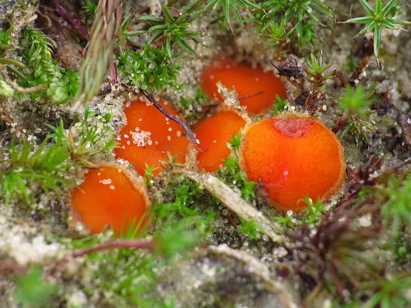 Ośmiozarodniczka płonnikowa (Octospora humosa) — zdjęcie 1 z 4