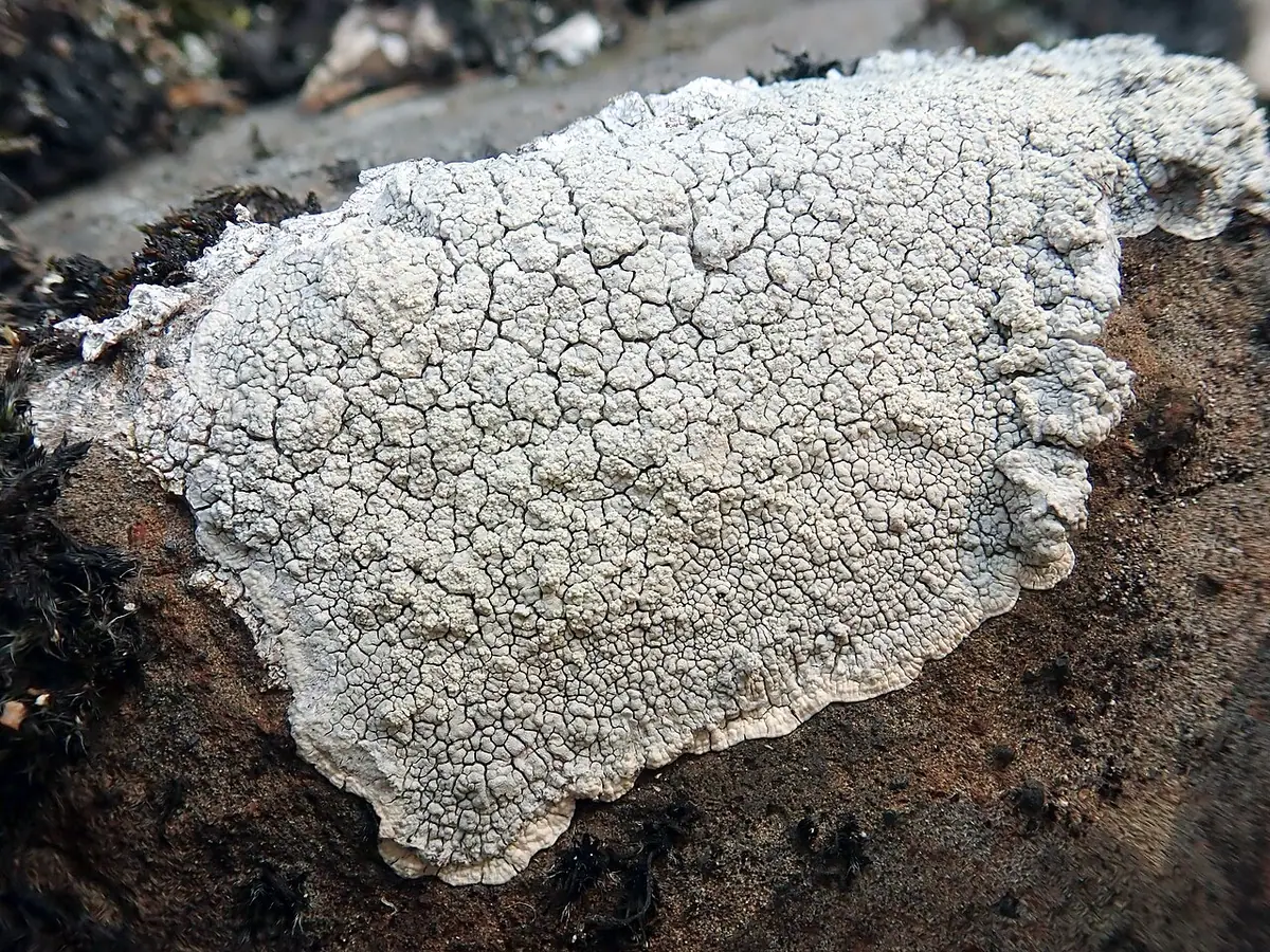 Ospowiec mleczny (Varicellaria lactea) — zdjęcie 1 z 3