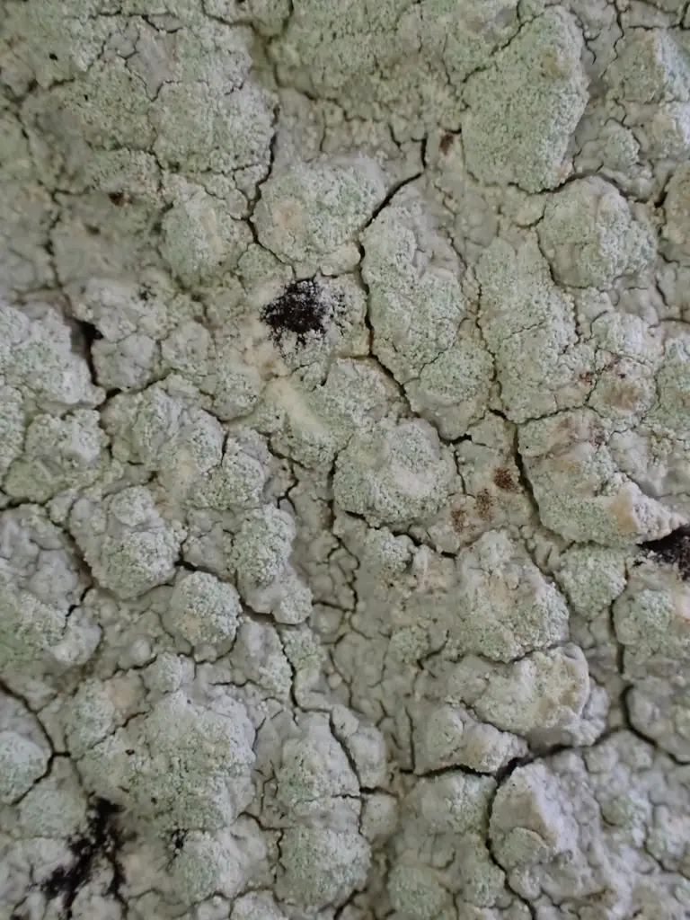 Ospowiec półkulisty (Varicellaria hemisphaerica) — zdjęcie 1 z 4