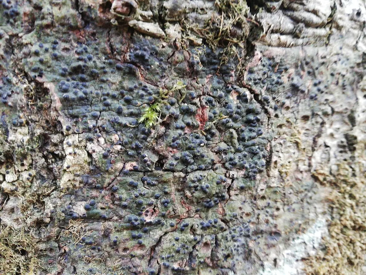 Otocznica lśniąca (Pyrenula nitida) — zdjęcie 1 z 4
