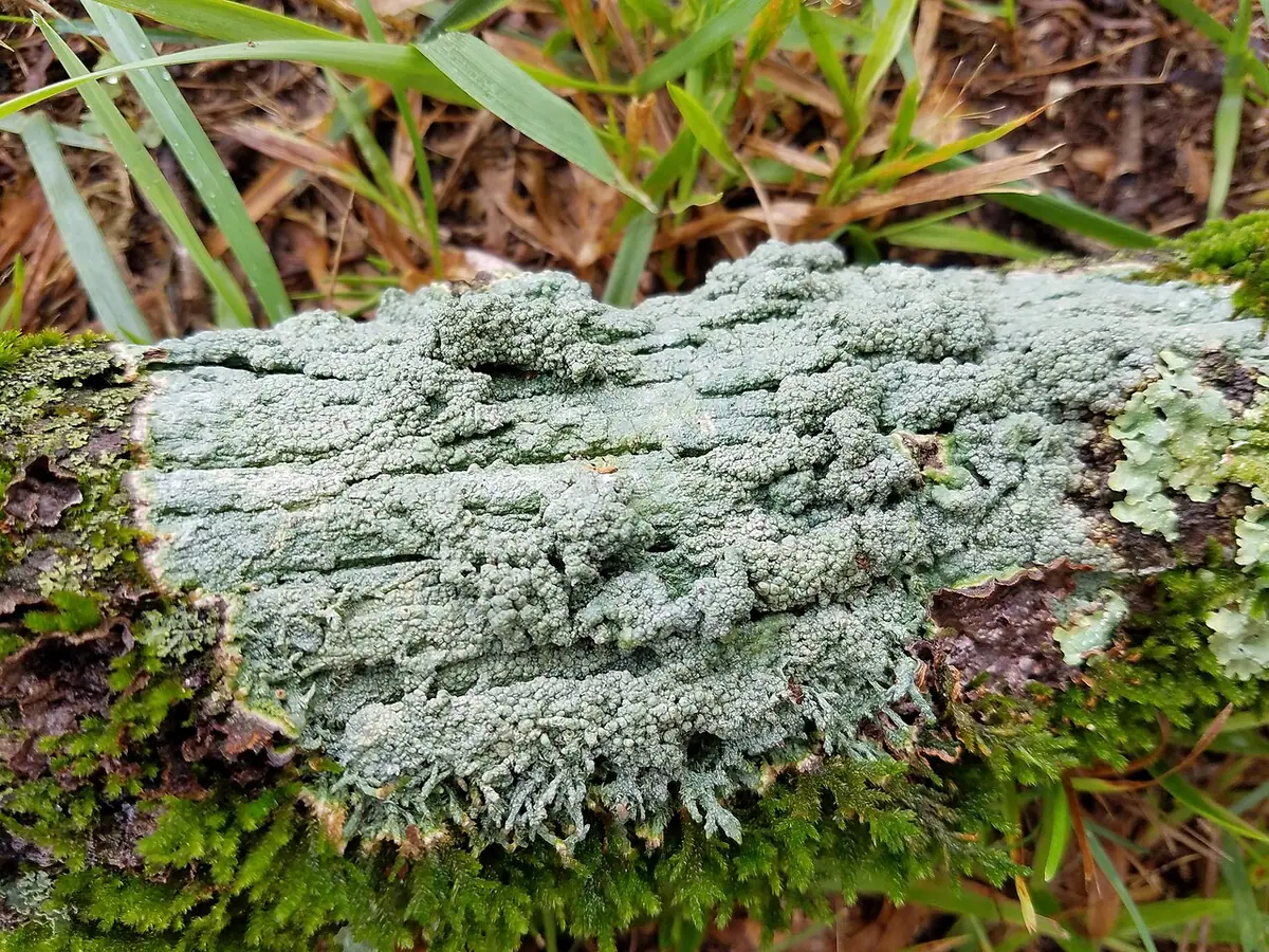 Otwornica dziurawa (Pertusaria pertusa) — zdjęcie 1 z 4