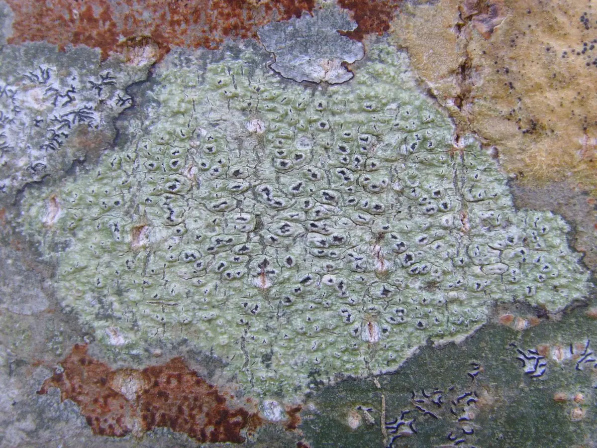 Otwornica gładka (Pertusaria leioplaca) — zdjęcie 1 z 4