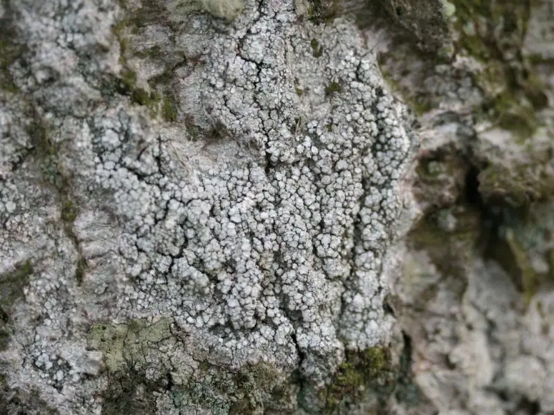 Otwornica gorzka (Pertusaria amara) — zdjęcie 1 z 4