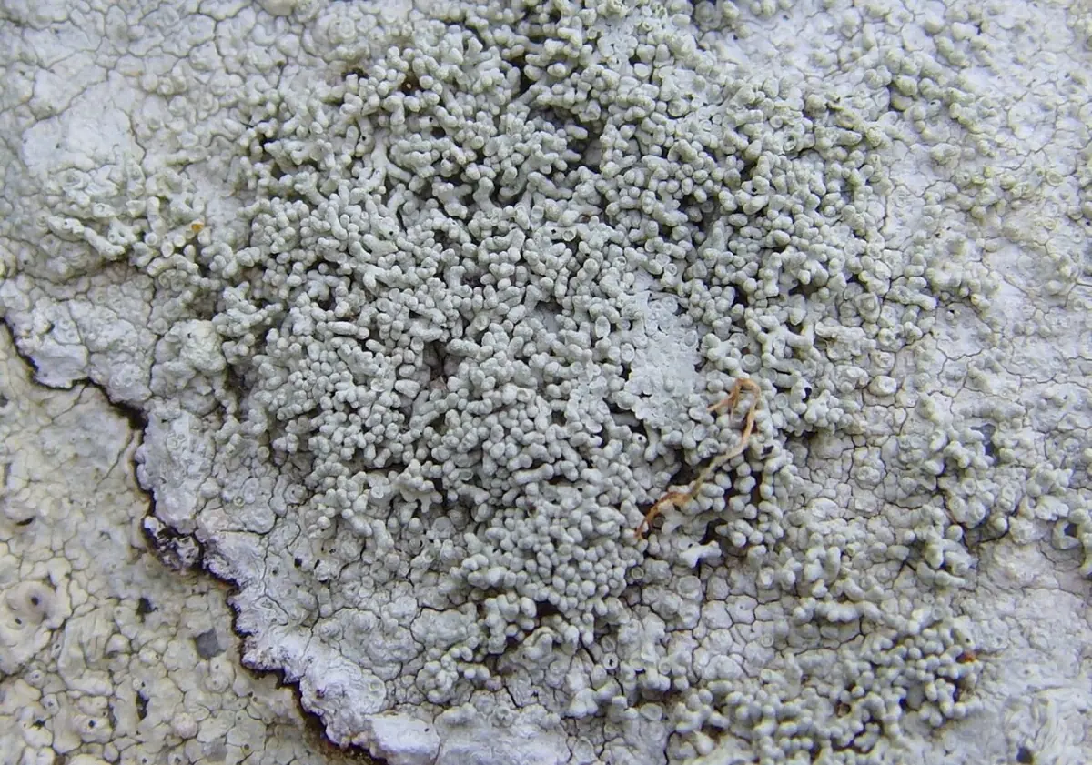 Otwornica koralowata (Pertusaria corallina) — zdjęcie 1 z 4