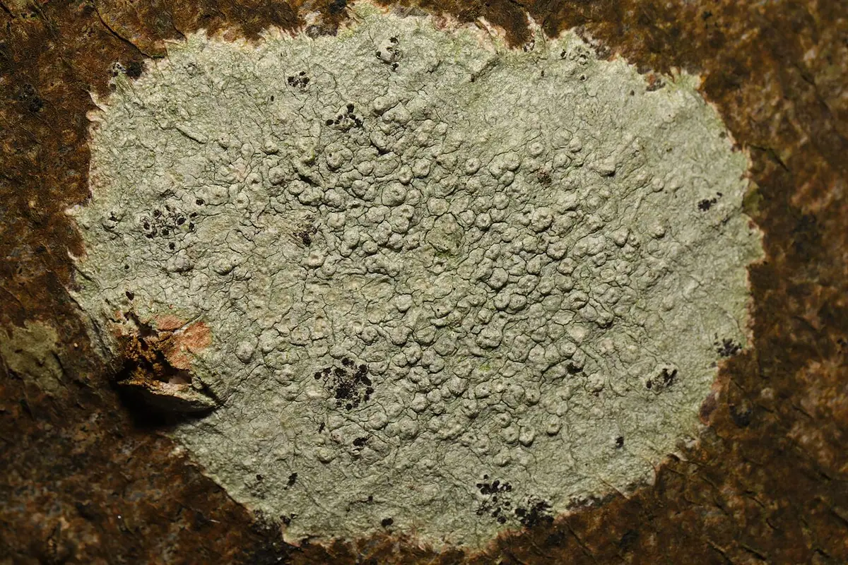 Otwornica misecznicowata (Pertusaria hymenea) — zdjęcie 1 z 4