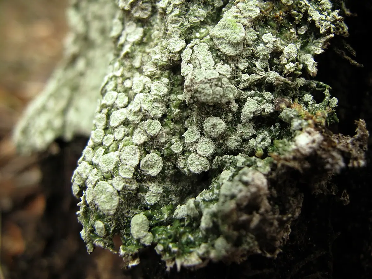 Otwornica zwyczajna (Pertusaria albescens) — zdjęcie 1 z 4