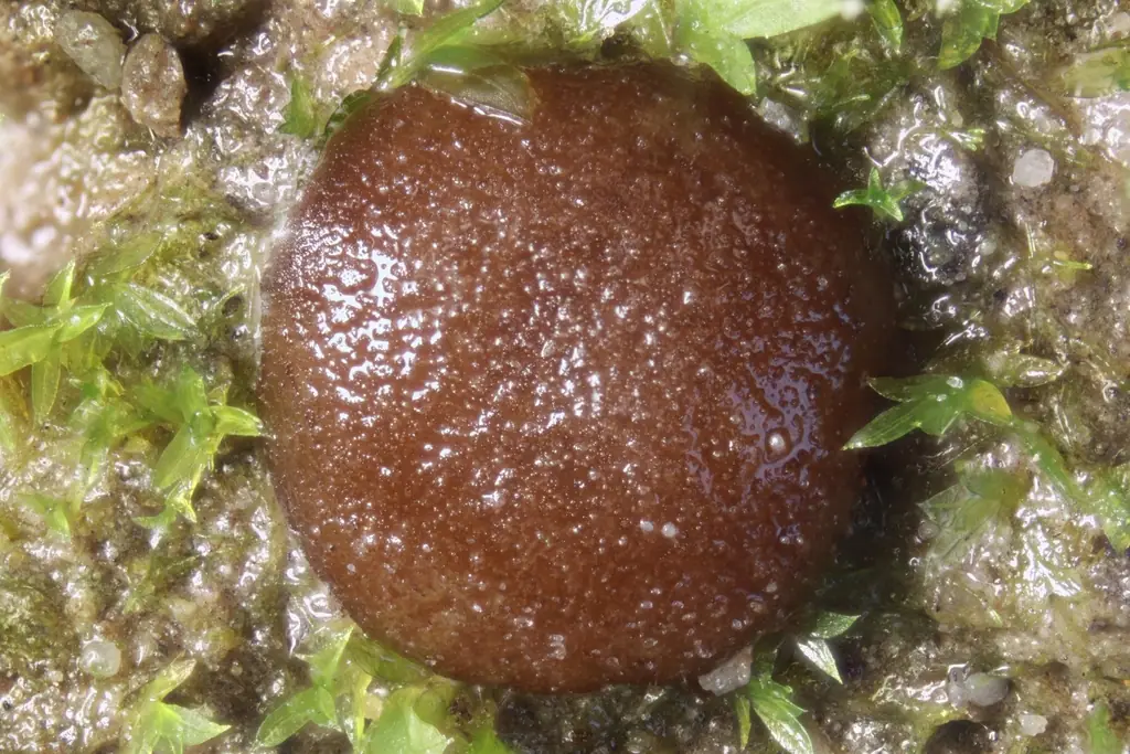 Pachyella babingtonii — zdjęcie 1 z 4