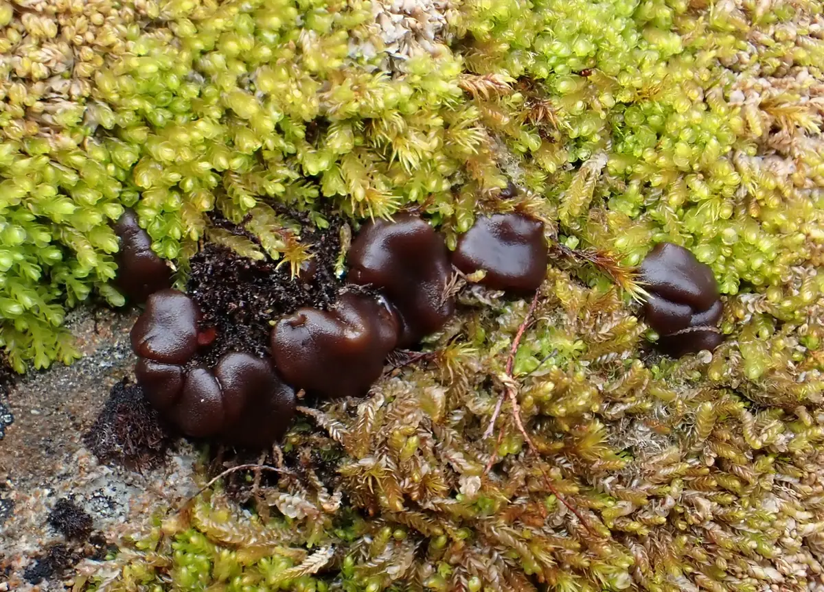 Pachyella violaceonigra — zdjęcie 1 z 2