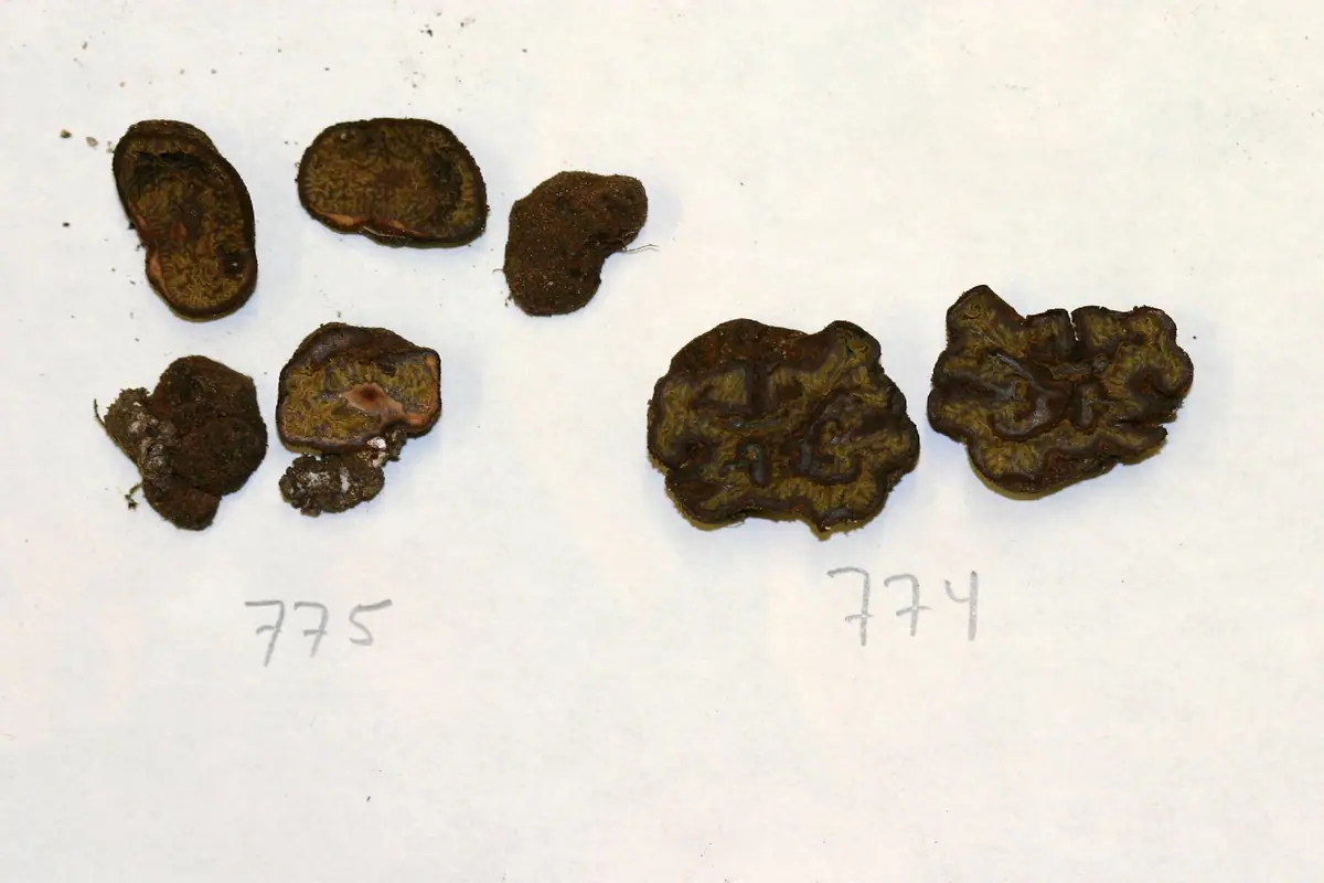 Pachyphloeus austro-oregonensis