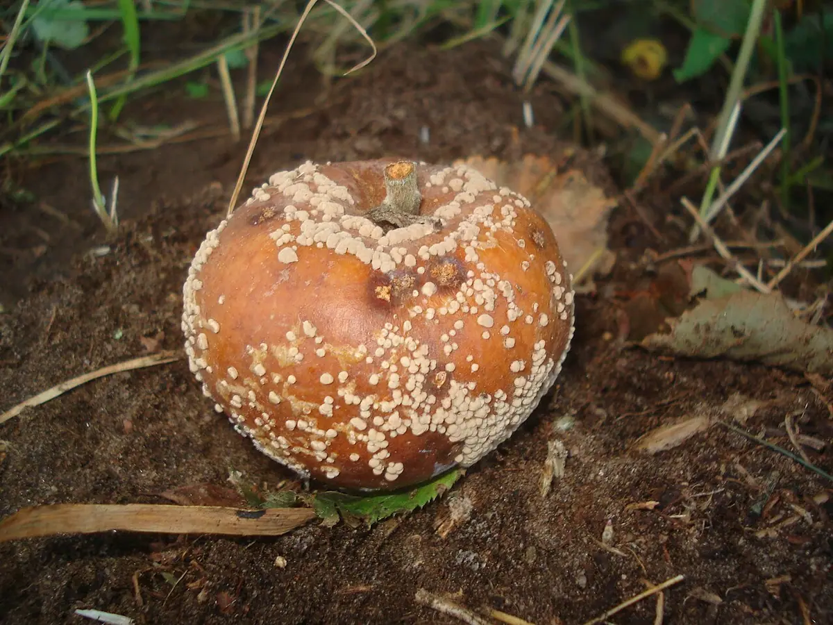 Paciornica owocowa (Monilinia fructigena) — zdjęcie 1 z 4