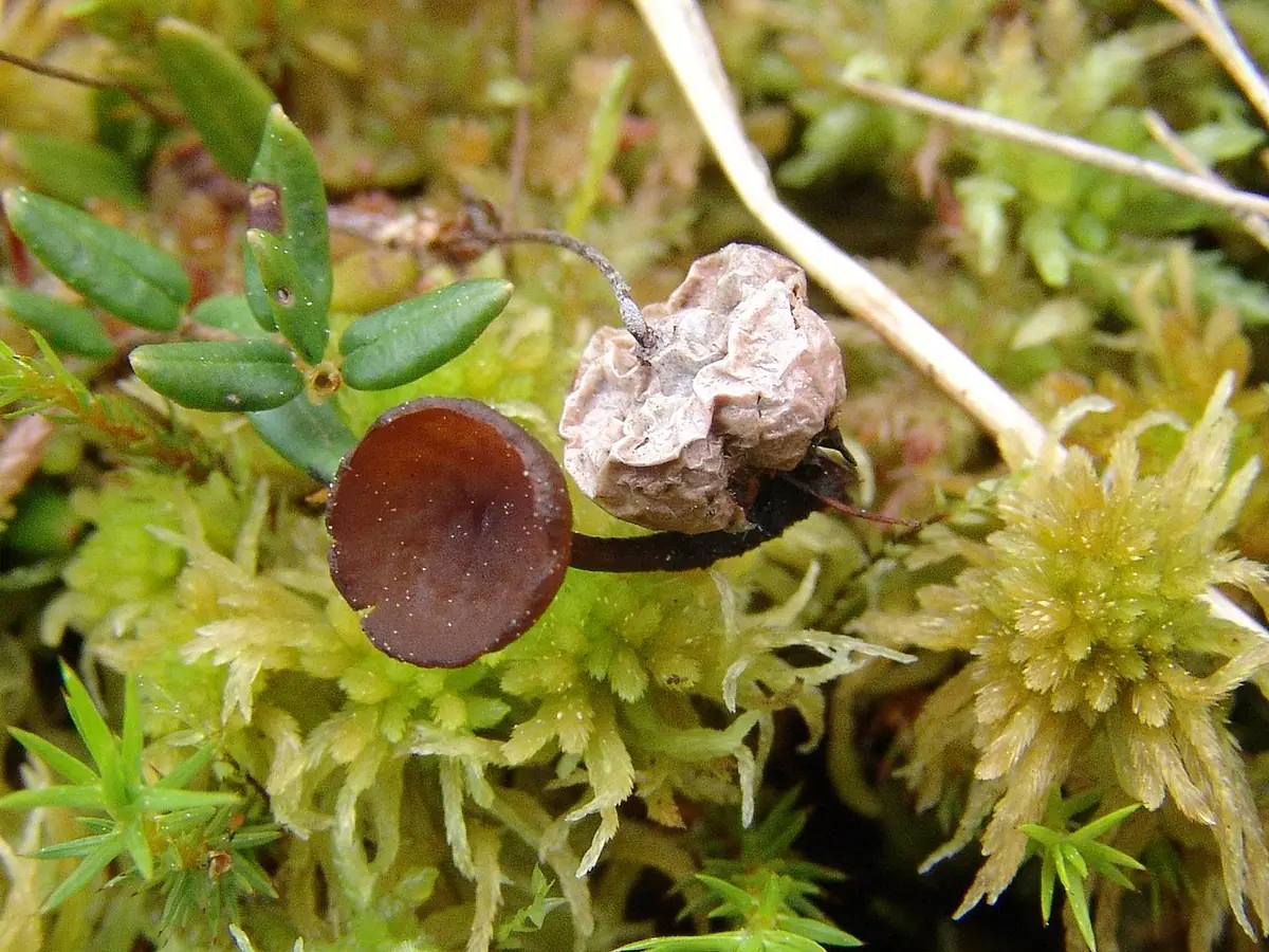 Paciornica żurawinowa (Monilinia oxycocci) — zdjęcie 1 z 4