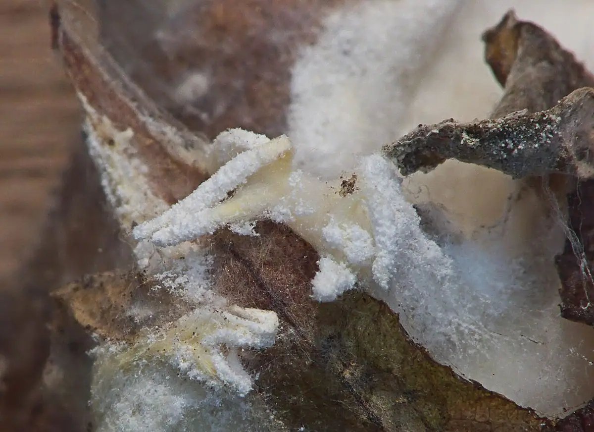 Paecilomyces farinosus — zdjęcie 1 z 4